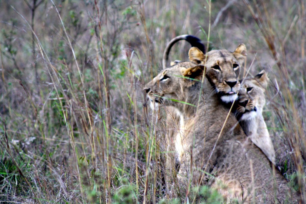 Lions in Nairobi